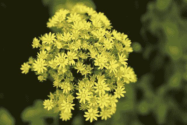 inscription 055e2f55c4e1484adb271e04b0a8206685de9f49ac73d32e5888b086734d6a36i0