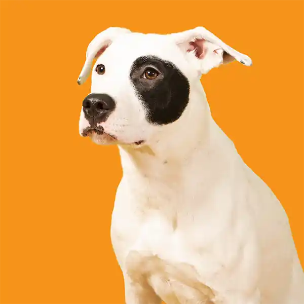 inscription 06c402d3ec98e9a82b1a6d78d03a9b8ec3e8018df131482912489b703921acaai0