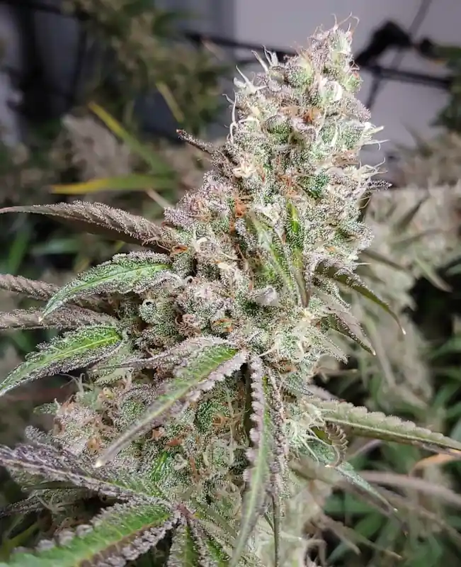 inscription 3b0ccd82272ea72d70d659a6b08f4ed0a924d21ff0f278154a67b04d872d1ea1i0