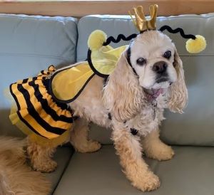 inscription 52650a26d5ac8230e77d693f91f6e08db9c2e4d39921e76096879e9bedeca6dci4