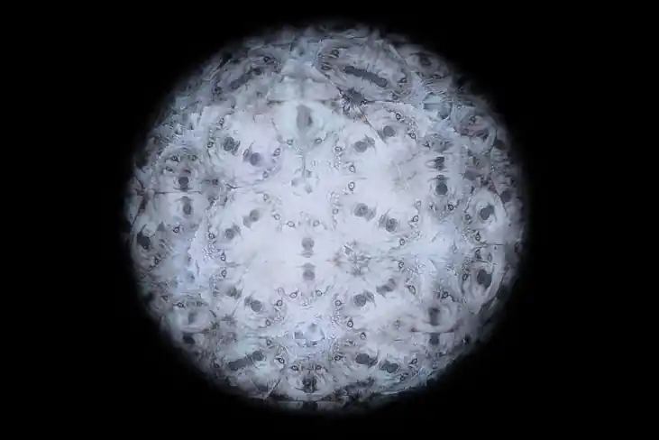 inscription 5c84b5152d063fd96aa4fbab1a172d18616aeb35d68b2847970f56d95543c6ffi0