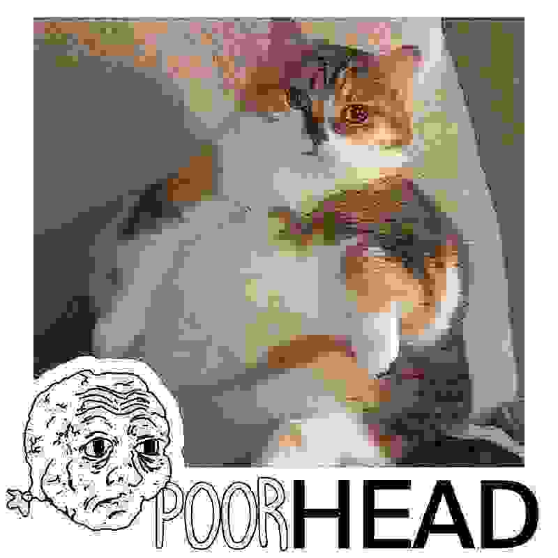 inscription a8fbc3e4240a6916375087f21e1a85920d204e8166e763d53fcce8b49f803c0ei0