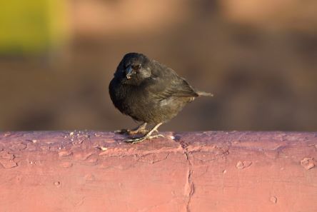 inscription af60768c91ebd307fbd8a312e7e3c3a79312d38be812d1a30d1569b9e618cd61i0