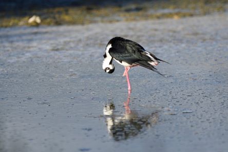 inscription c2ab216989d2d26e7a95c17760af9a9513af52f2e2f2ad27b6caef801f731f5ai0